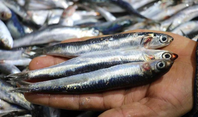 Kılçıklarıyla birlikte tüketilen hamsi ve istavrit şifa deposu