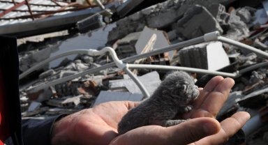 5 günlük yavru kedi enkaz altından sağ olarak kurtarıldı