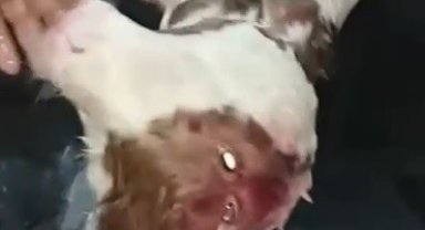 Afyonkarahisar'da doğan çift başlı buzağı sadece 4 saat yaşayabildi