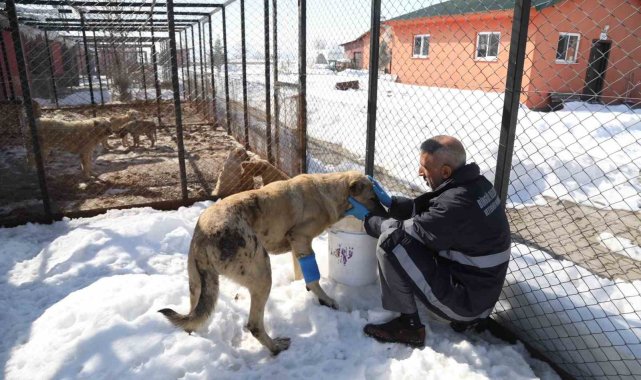 Bingöl'de hasta ve yaralı köpek, tedavi altına alındı