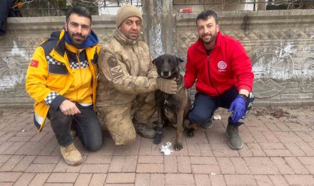 Bitlis UMKE ekibi yaralanan köpeklere de müdahale ediyor