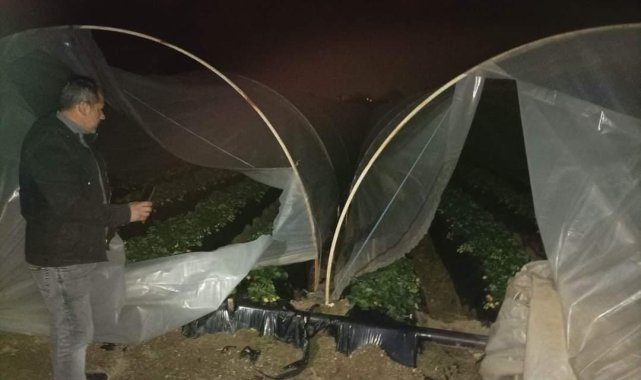 Çilek seralarına kimliği belirsiz kişi ya da kişilerce zarar verildi