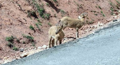 Dağ keçileri yoldan görüntülendi