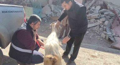 Deprem bölgesinde hayvanlar muayeneden geçiriliyor