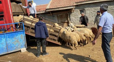 Depremzedelere küçükbaş hayvan desteği