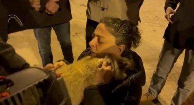 Diyarbakır'da 17 gündür enkazda olan 2 kedi kurtarıldı