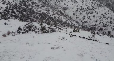 Elazığ'da kar üzerindeki domuz sürüsü dron ile görüntülendi