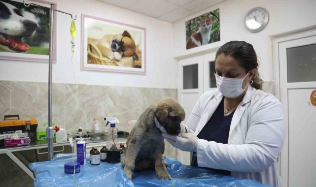 Enkazda sahiplerini kaybeden 'Afet' isimli köpeğe büyükşehir sahip çıktı