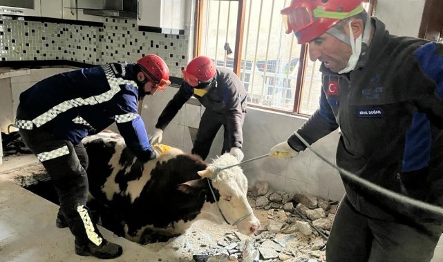 Hatay'da enkaz altında kalan inek kurtarıldı