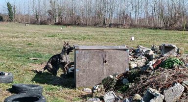 Hayat kurtaran köpekler böyle yetişiyor