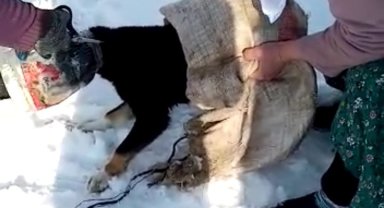 Kafası bidona sıkışan köpeği kadınlar kurtardı