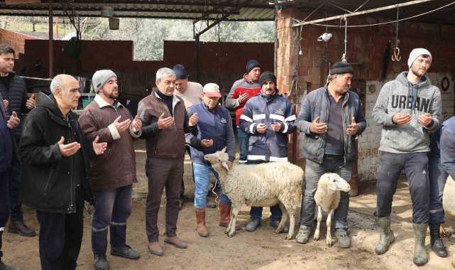 Koçarlı'da vatandaşlar depremzedeler için koyun bağışladılar
