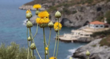 Kuşadası Belediyesi'nden 'Doğal Botanik Parka' koruma çemberi