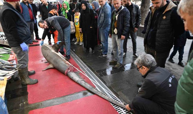 3,5 metrelik yasaklı köpek balığının satışına ceza