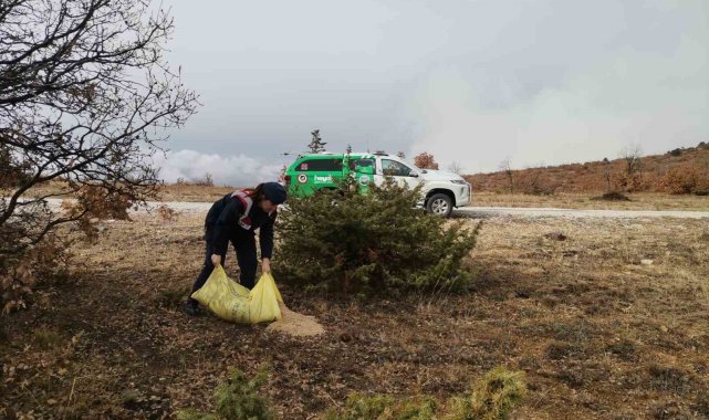 Çankırı'da hayvanlar için doğaya buğday bırakıldı