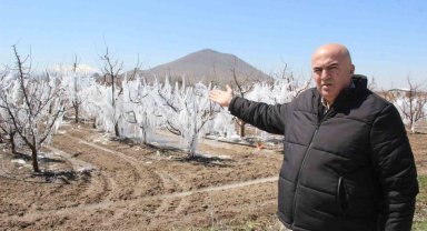 Dona karşı sulanan elma ağaçları buzulları aratmadı