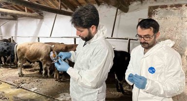 Şap hastalığına karşı ekipler sahada