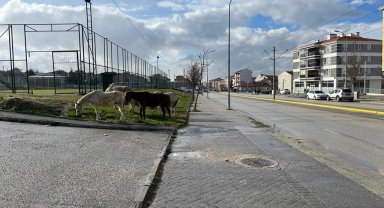 Cadde kenarındaki başıboş atlar trafiği tehlikeye soktu
