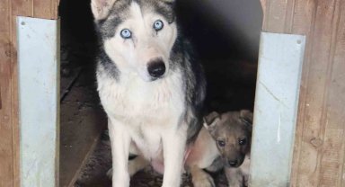 Depremzede köpekler rehabilite ediliyor