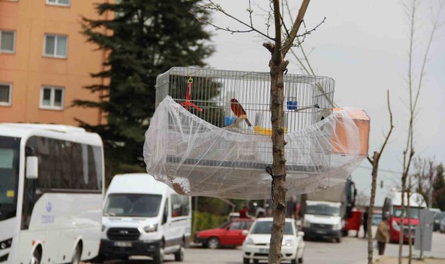Esnafın evcil kuş hava alsın diye bulduğu çözüm gülümsetti