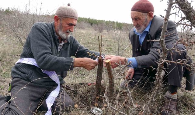 Huzuru yabani meyve ağaçlarını aşılayarak buluyorlar