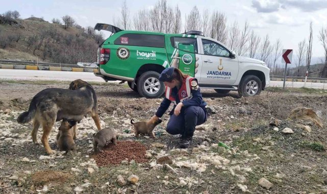 Jandarma ekipleri Sokak Hayvanlarını Koruma Günü'nde hayvanları unutmadı