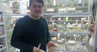 Petshopçuların Oda talebi
