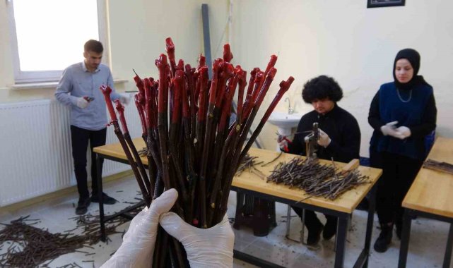 Yozgat'ta yörenin iklim ve toprak koşullarına uygun aşılı asma fidanı üretiliyor