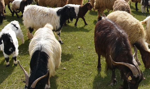 Kurbanlık fiyatları belli oldu