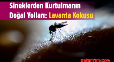 Sineklerden Kurtulmanın Doğal Yolları: Lavanta Kokusu