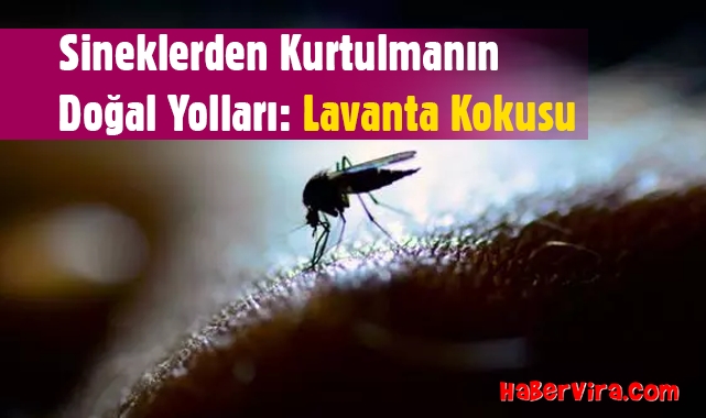Sineklerden Kurtulmanın Doğal Yolları: Lavanta Kokusu