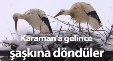 Leylekler Karaman’a Bahar İçin Geldi, Ancak Kar Yağışı Onları Zorluyor