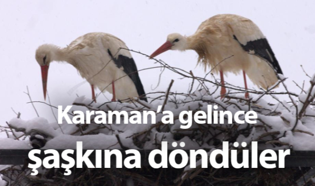 Leylekler Karaman’a Bahar İçin Geldi, Ancak Kar Yağışı Onları Zorluyor