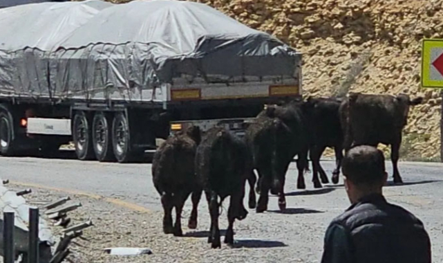 Mut-Karaman Yolunda Tır Devrildi: Sürücü Yaralı, Büyükbaş Hayvanlar Yola Savruldu
