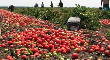 Adana’da Domates Üreticisinin Yüzü Gülmüyor