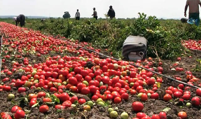 Adana’da Domates Üreticisinin Yüzü Gülmüyor