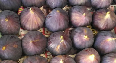 Almanya’nın Favorisi Yine Türkiye’den