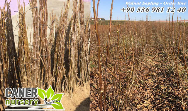 Kaliteli ve Sertifikalı Ceviz Fidanlarıyla Tanışın