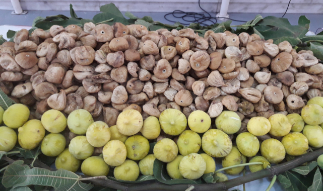 Türk Kuru İnciri Brüksel Yolunda