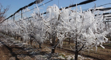 Karaman'da elma ağaçları buzulları aratmadı